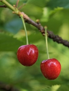 cherry