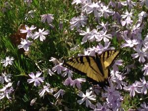 10170989_696172120430028_1187591291338040542_n