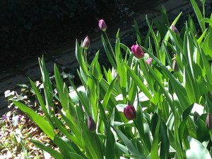 purple tulips