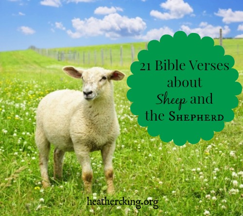 Verses-sheep
