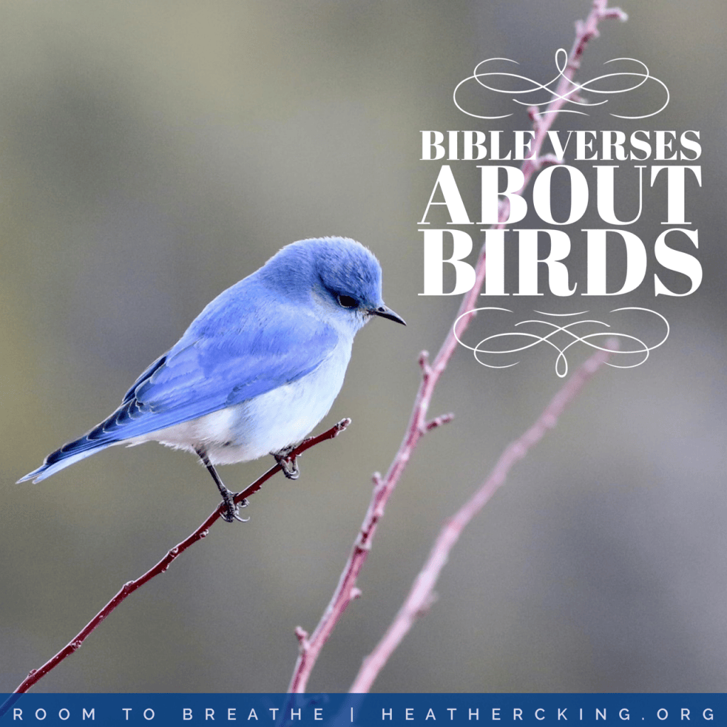Birds Lacking Nothing Scripture Bible Verses about Birds – Heather C. King – Room to Breathe